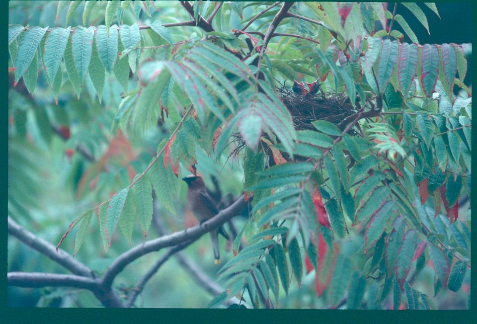 Cedar Waxwing and nest